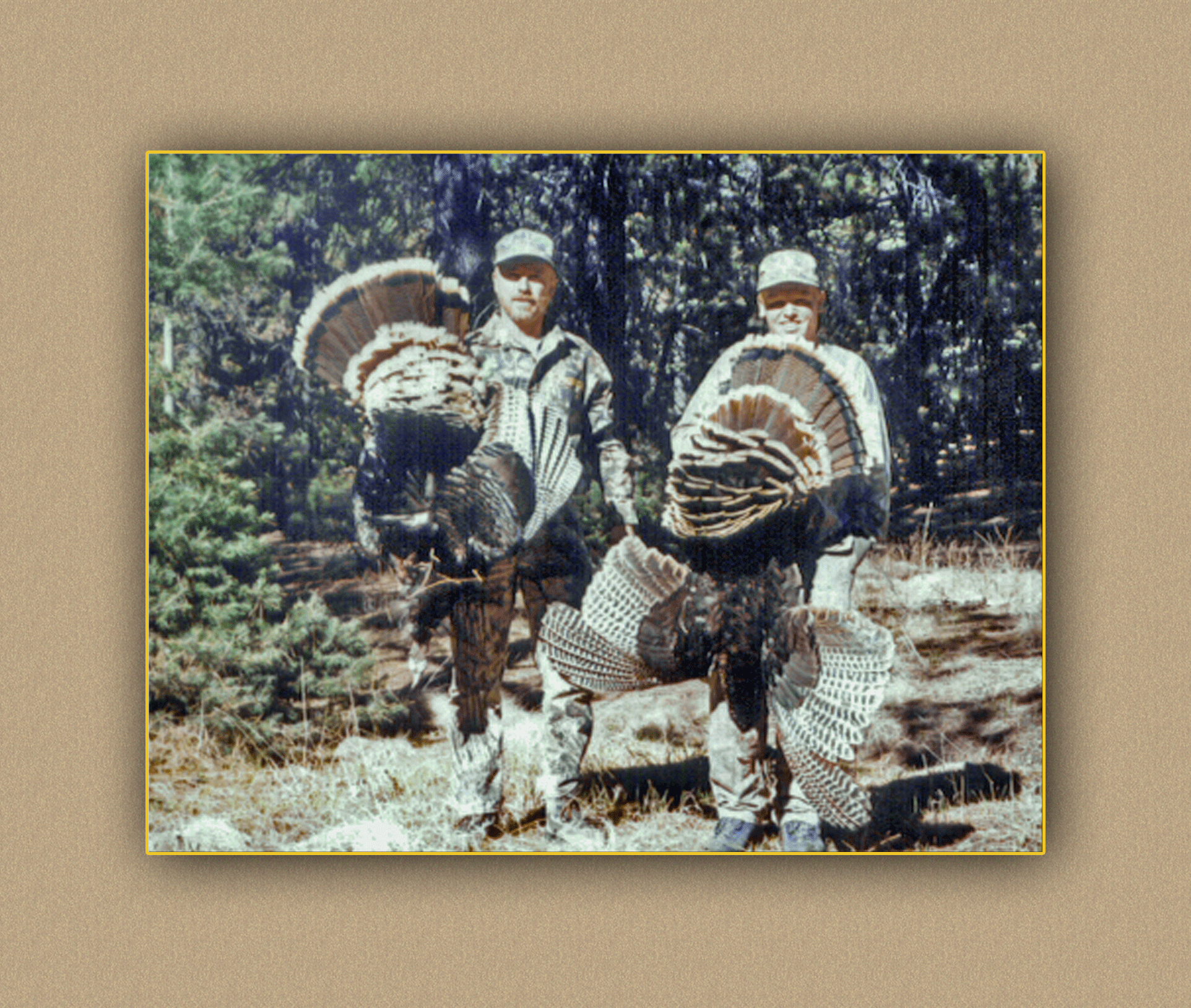 yellowhorn outfitters arizona hunting yellowhorn arizona bighorn sheep guiding outfitting deer elk antelope photography