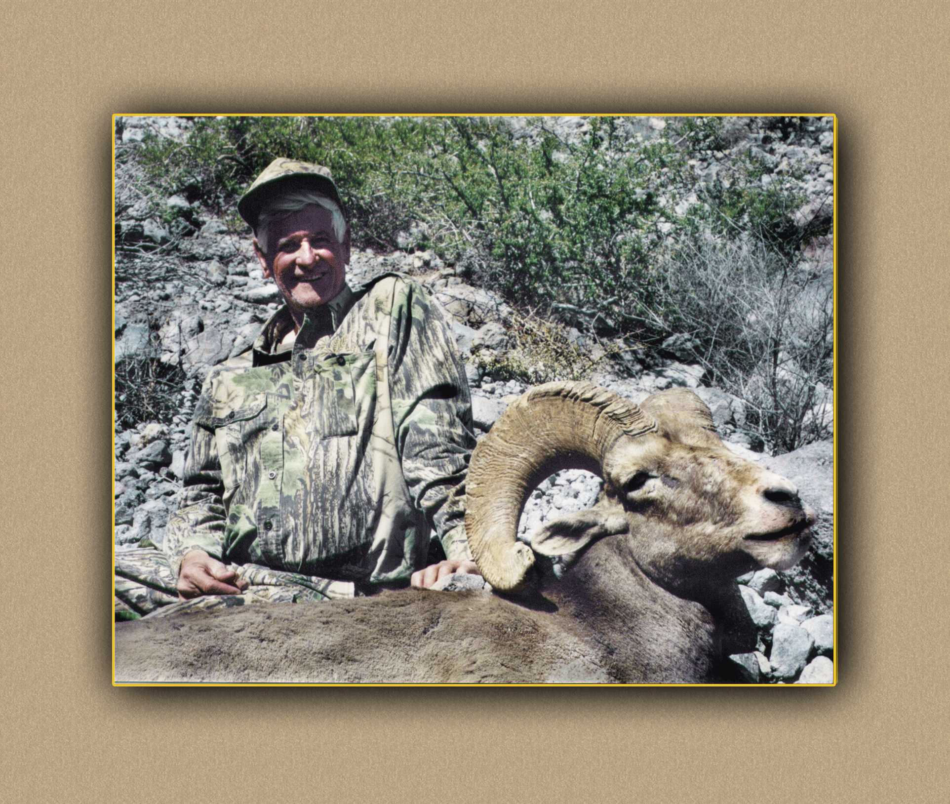 yellowhorn outfitters bighorn sheep5