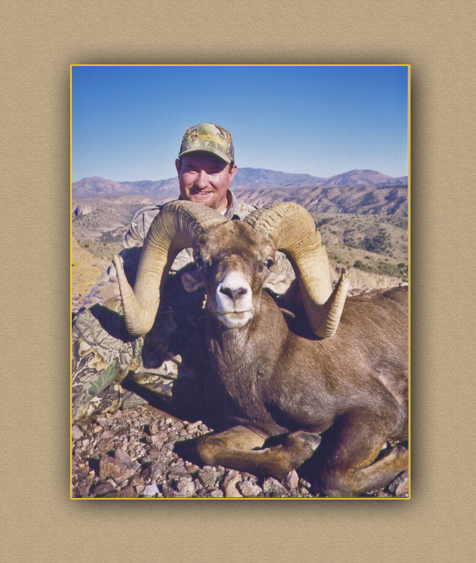 yellowhorn outfitters bighorn sheep5
