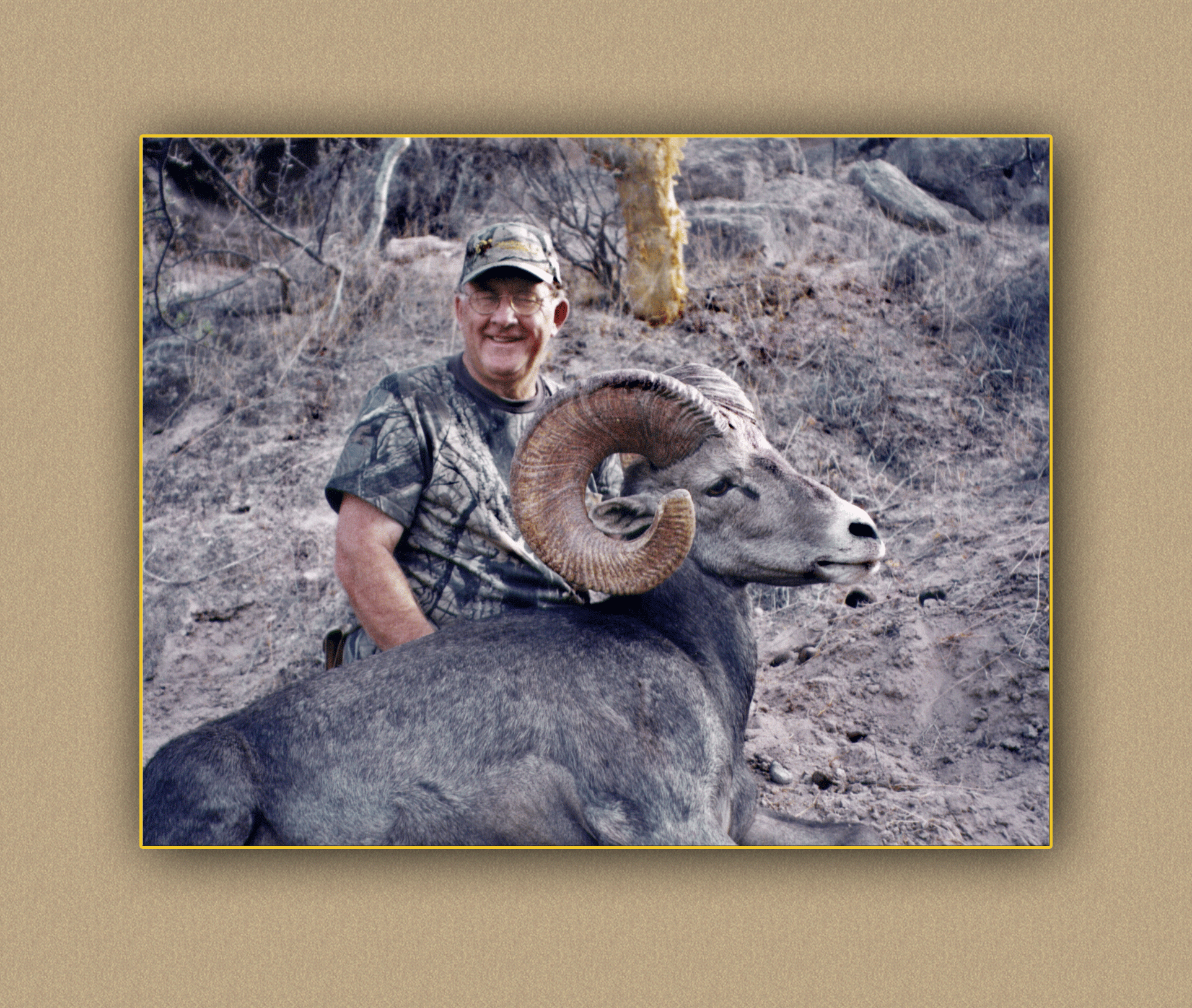yellowhorn outfitters bighorn sheep3