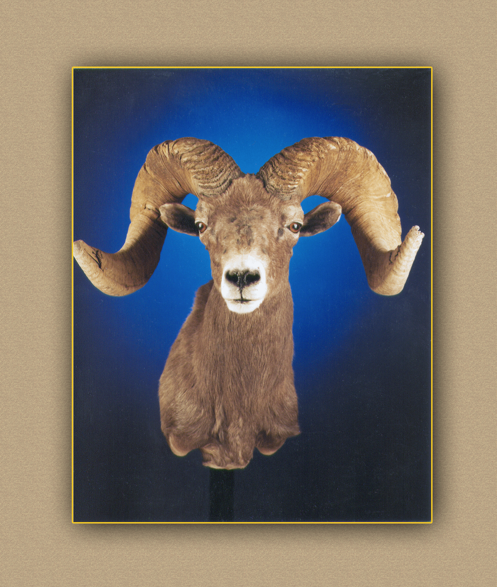 henry's artistic wildlife bighorn sheep