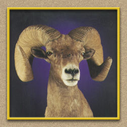 henry's artistic wildlife sheep2