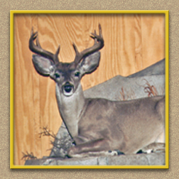 henry's artistic wildlife deer2