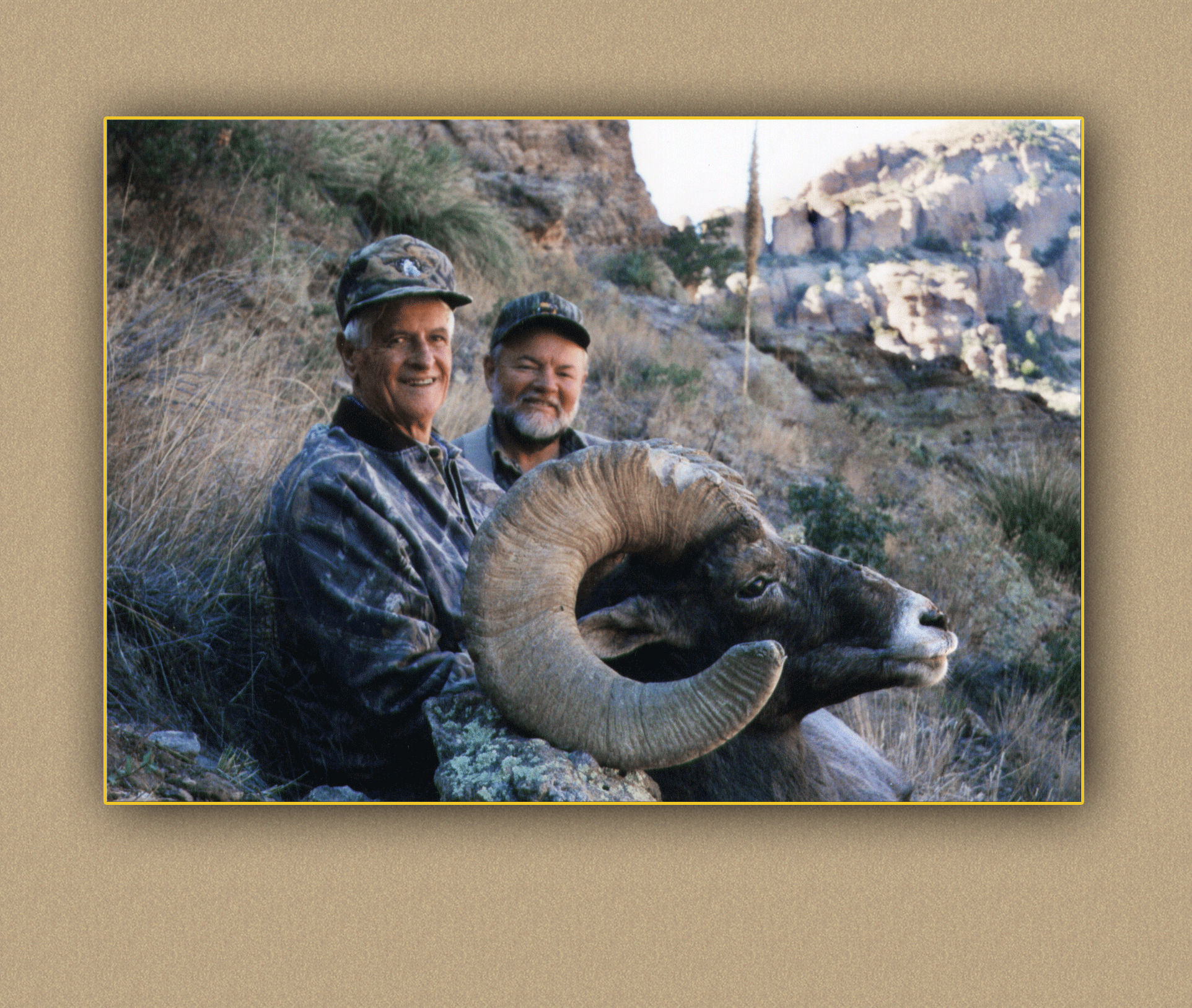 yellowhorn outfitters bighorn sheep1